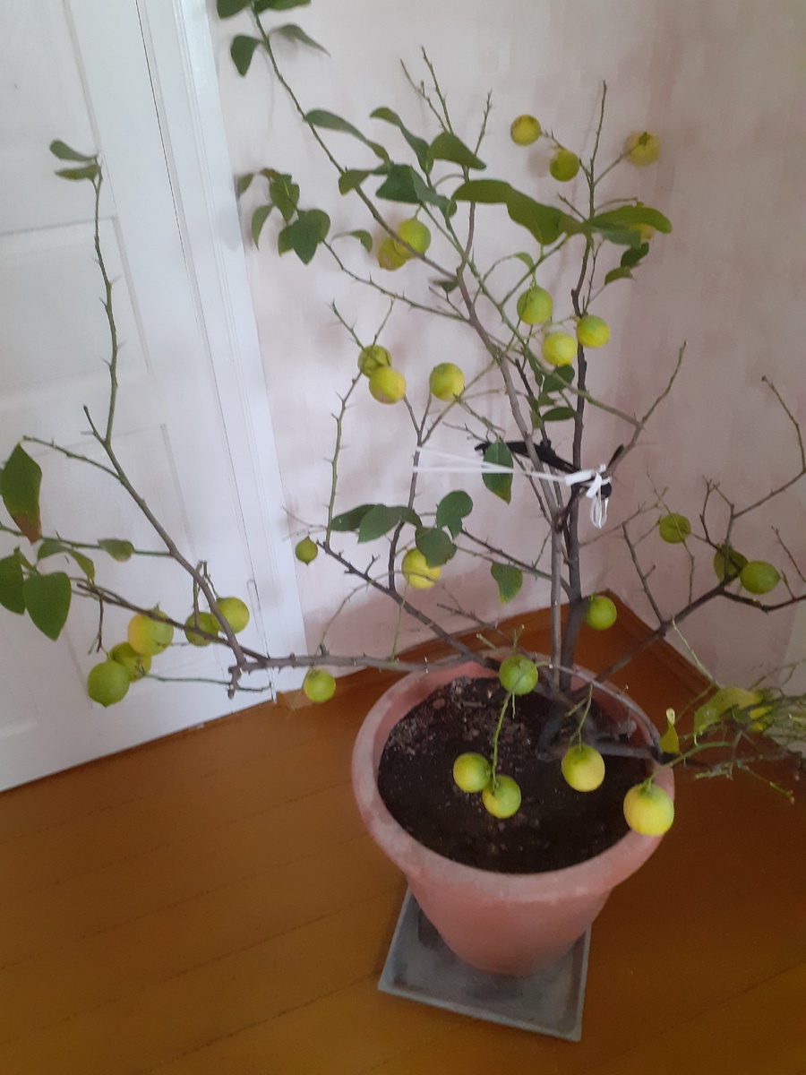 Домашний, теплолюбивый.