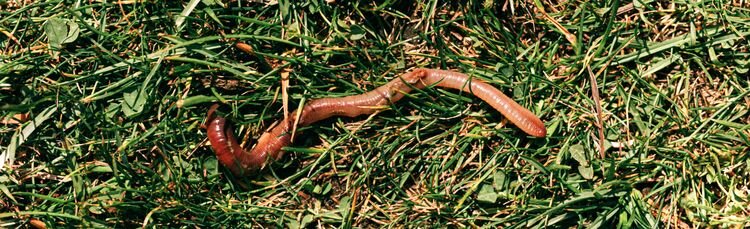 Примерно таких, или чуть получше...