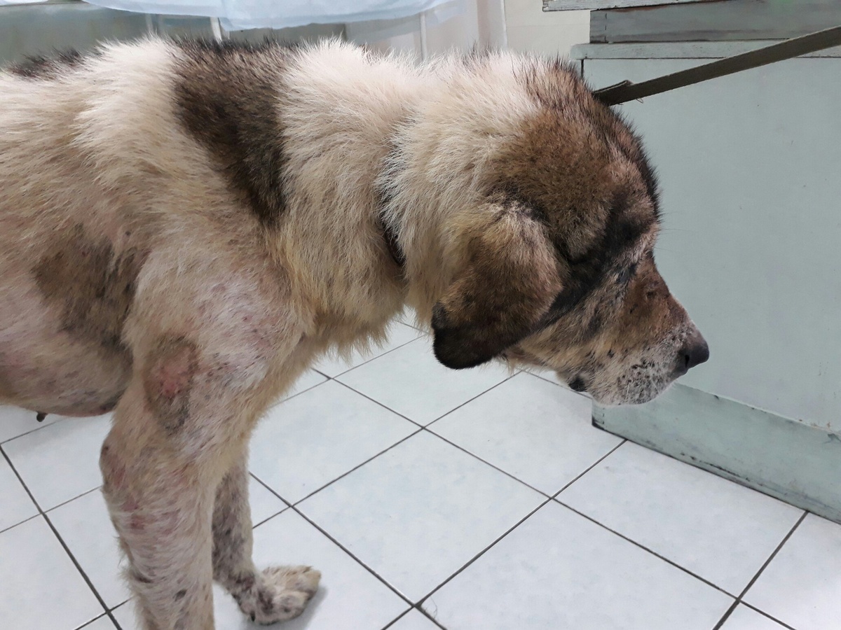 Таким Граф попал к нам