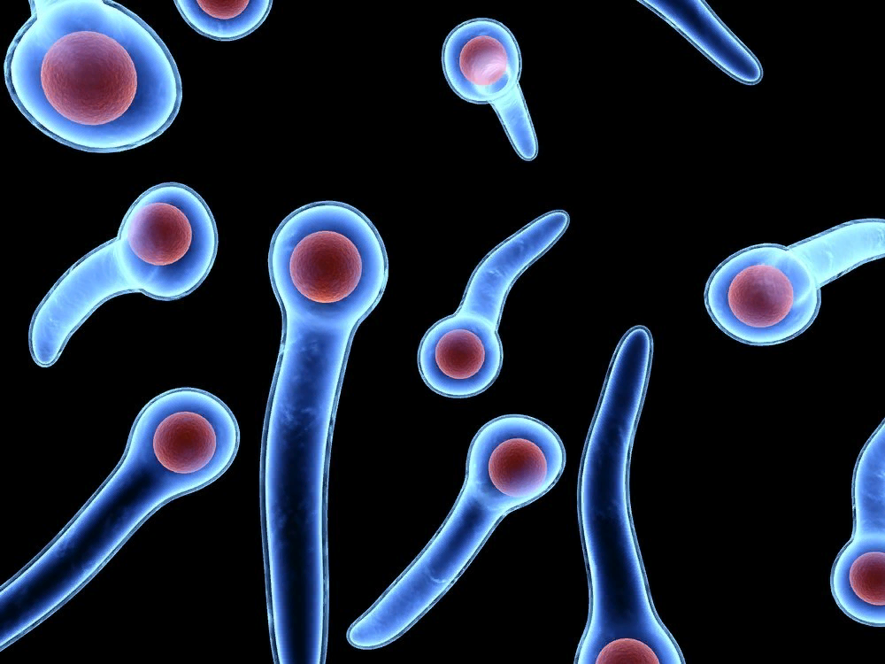 Клостридии возбудители. Столбняк бактерия возбудитель. Clostridium omelianskii. Clostridium tetani микроскоп. Clostridium tetani под микроскопом.