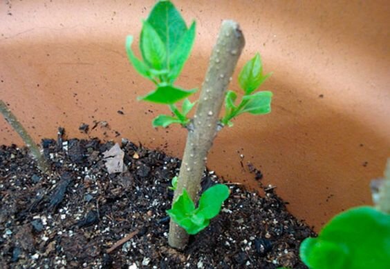 Фото: https://i.pinimg.com