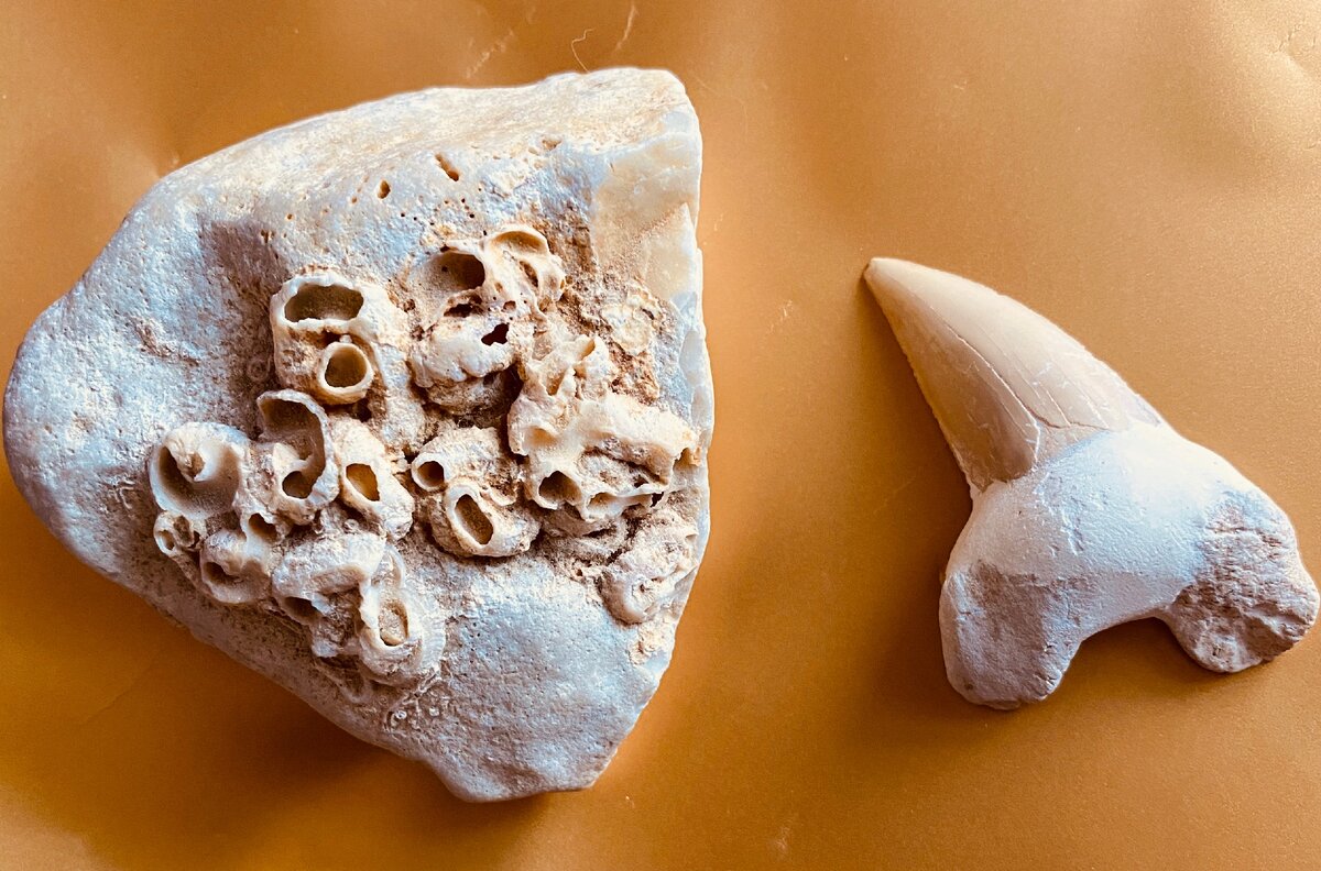 Окаменевший акулий клык и ракушки