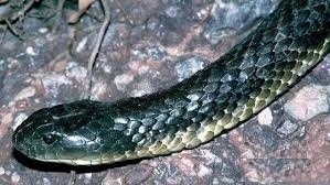  Австралийская кобра