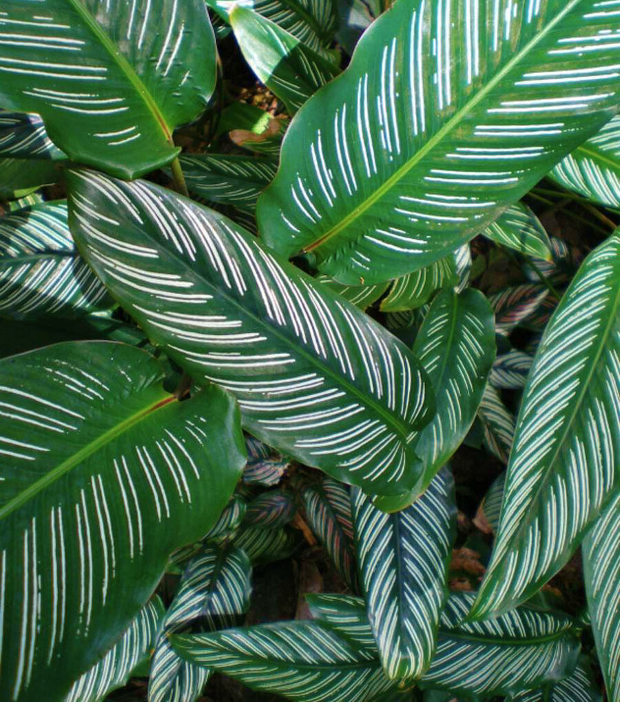 Marantaceae Leaf identification