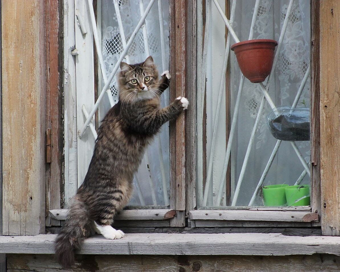 «Эй, хозяин, открой окошко! Я тут случайно в форточку вывалился...»