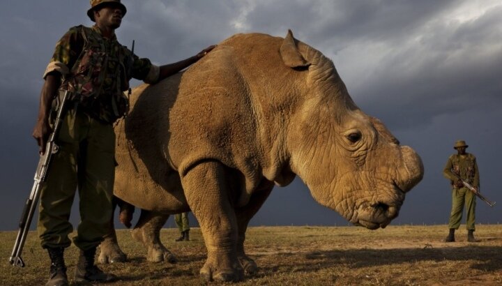 Судан со своим охранником