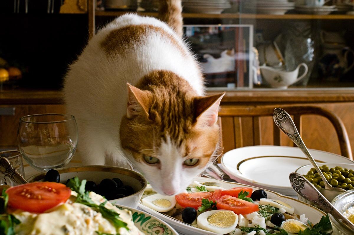 Правильное питание для здоровой кошки можно организовать с помощью готовых кормов промышленного производства.