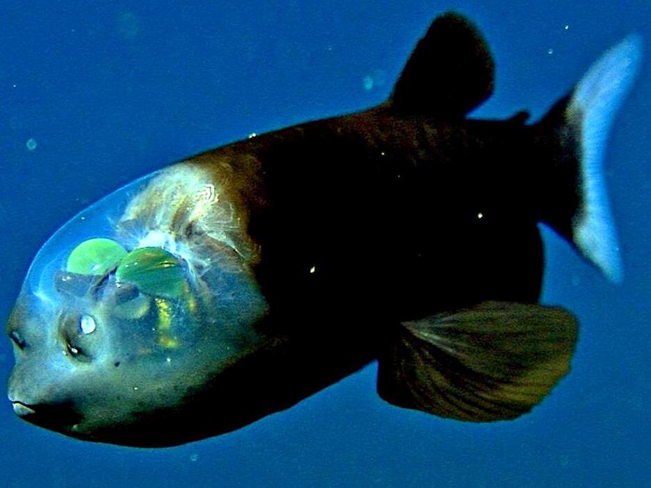 Невероятно