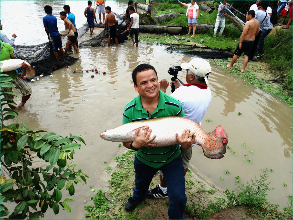 Молодая рыбка, почти головастик