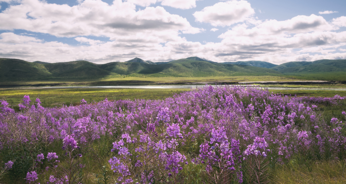 Цветение ивняка в Восточной Сибири, Магаданская область. Автор: Pro-syanov. Фото с сайта canva.com. Лицензия  One Design Use License.