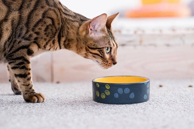 Сколько раз в день нужно кормить домашнюю кошку | gafki.ru | Дзен