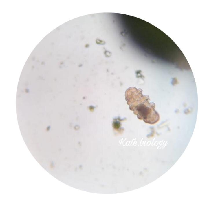 А этот самец уже плотно поел - видно наполненный желудок.