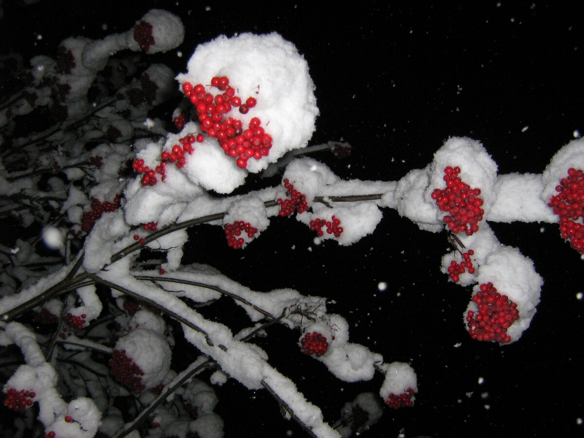 Снег, снег, снег...