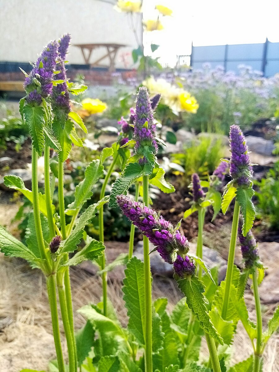 Начало цветения 