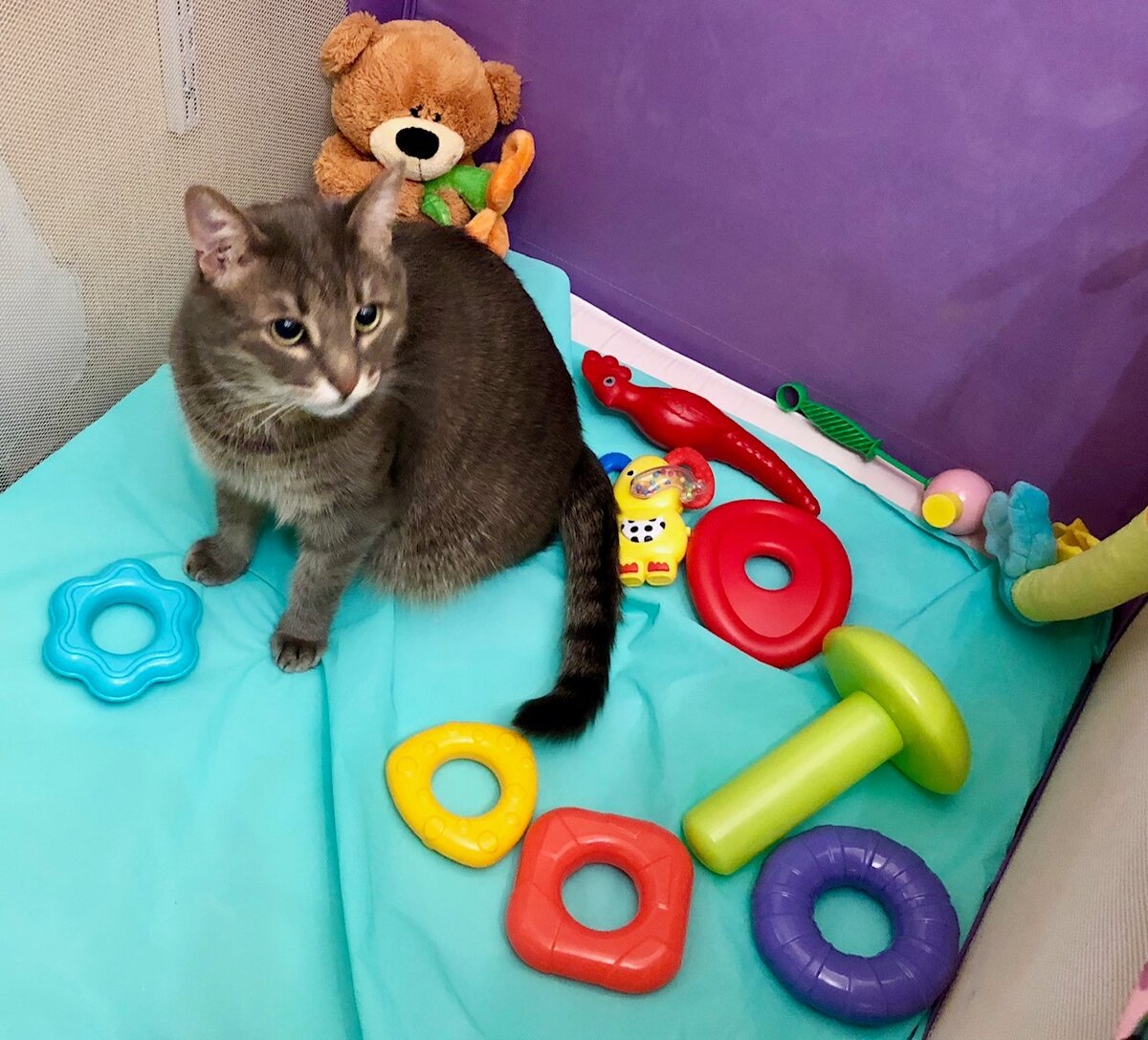 Кот точно знаит, какие штуки праильные