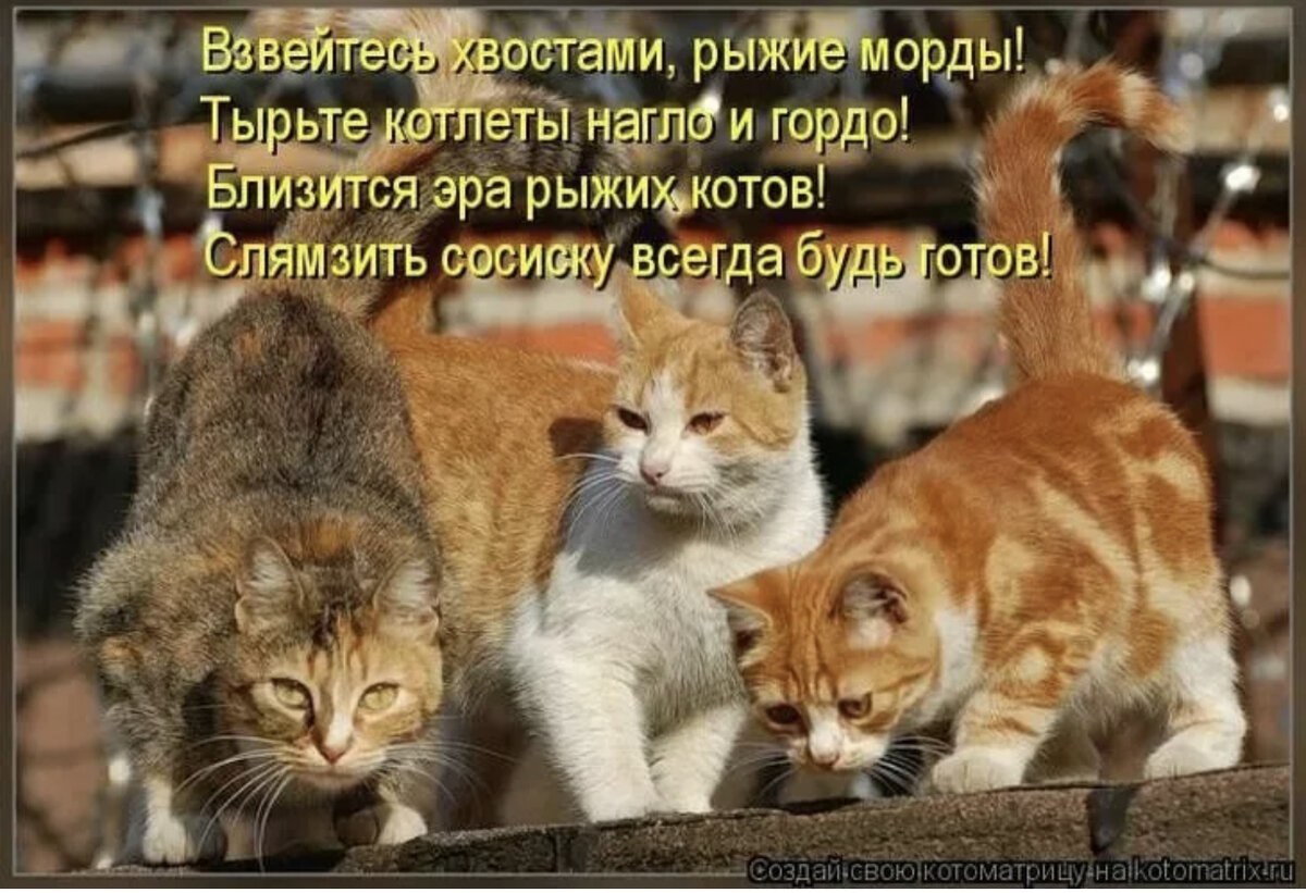 Анекдот про кота в картинках