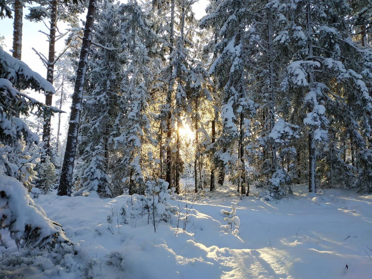 лес около нашего участка