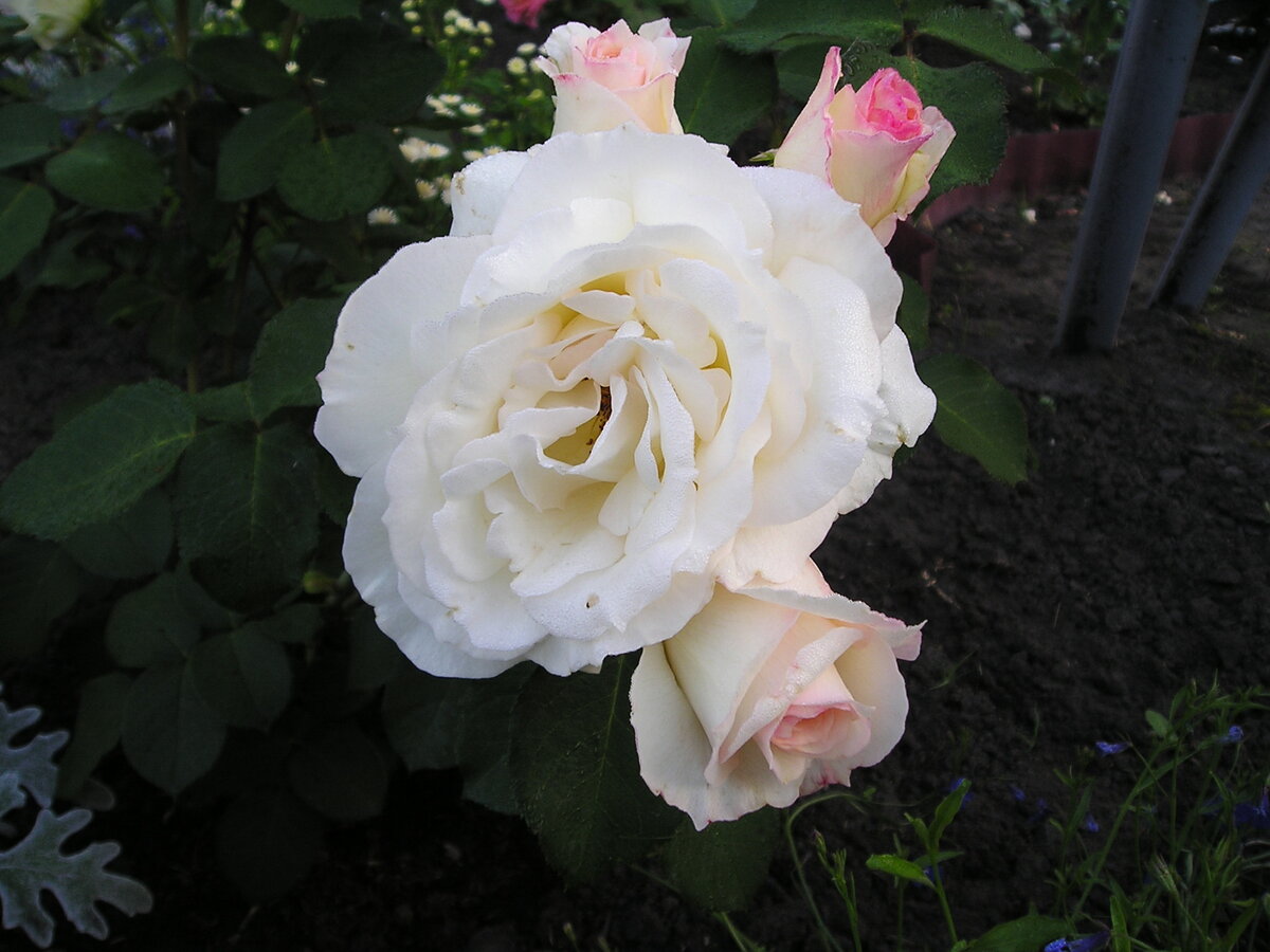 А эти бутоны с розовинкой в центре - просто ах!