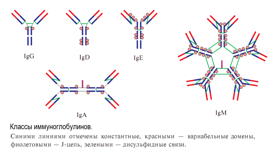Iga иммуноглобулин. Антитела иммуноглобулины классы иммуноглобулинов. Структура иммуноглобулина iga. Iga иммуноглобулин строение.