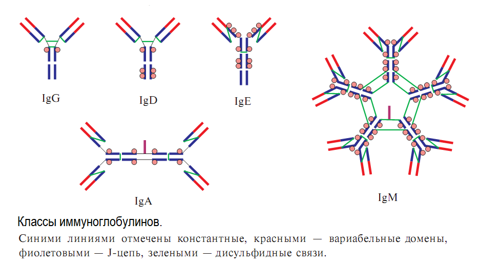 Иммуноглобулин м