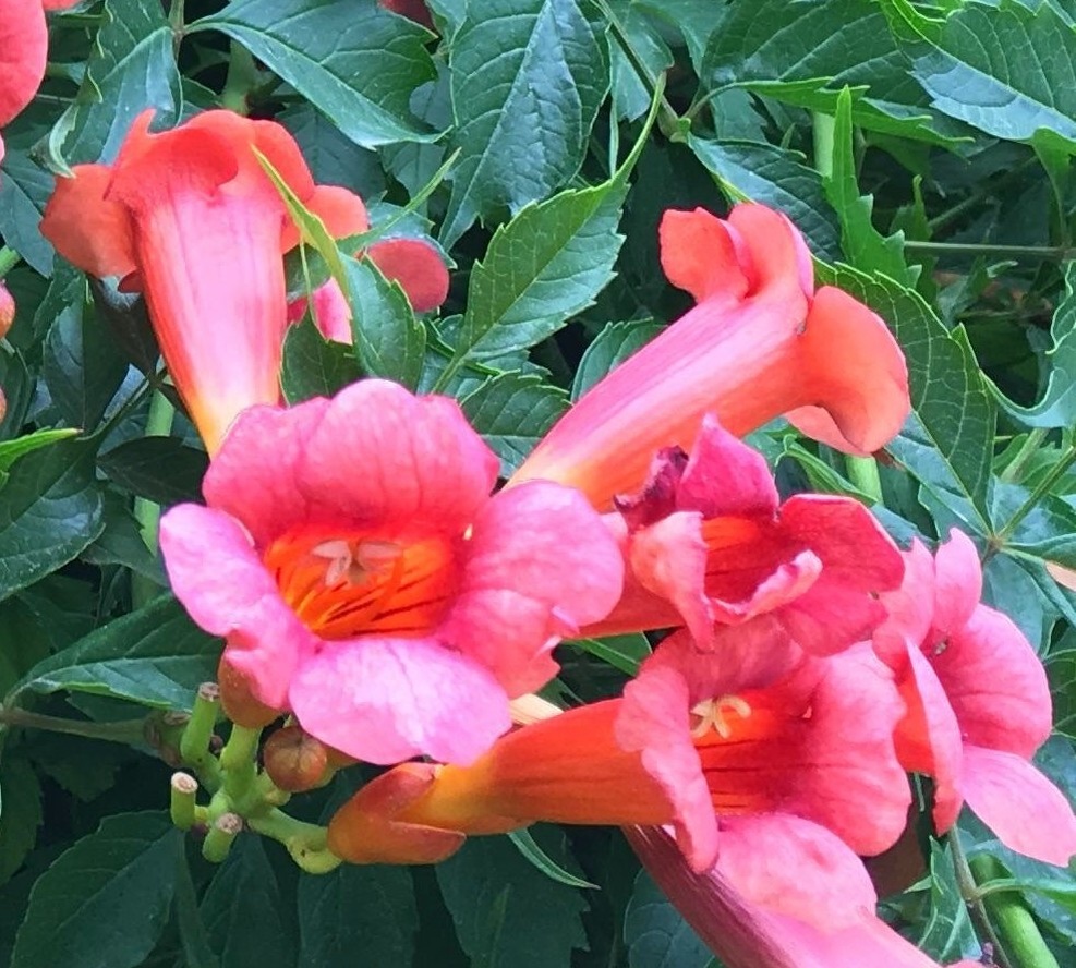 Фото цветка