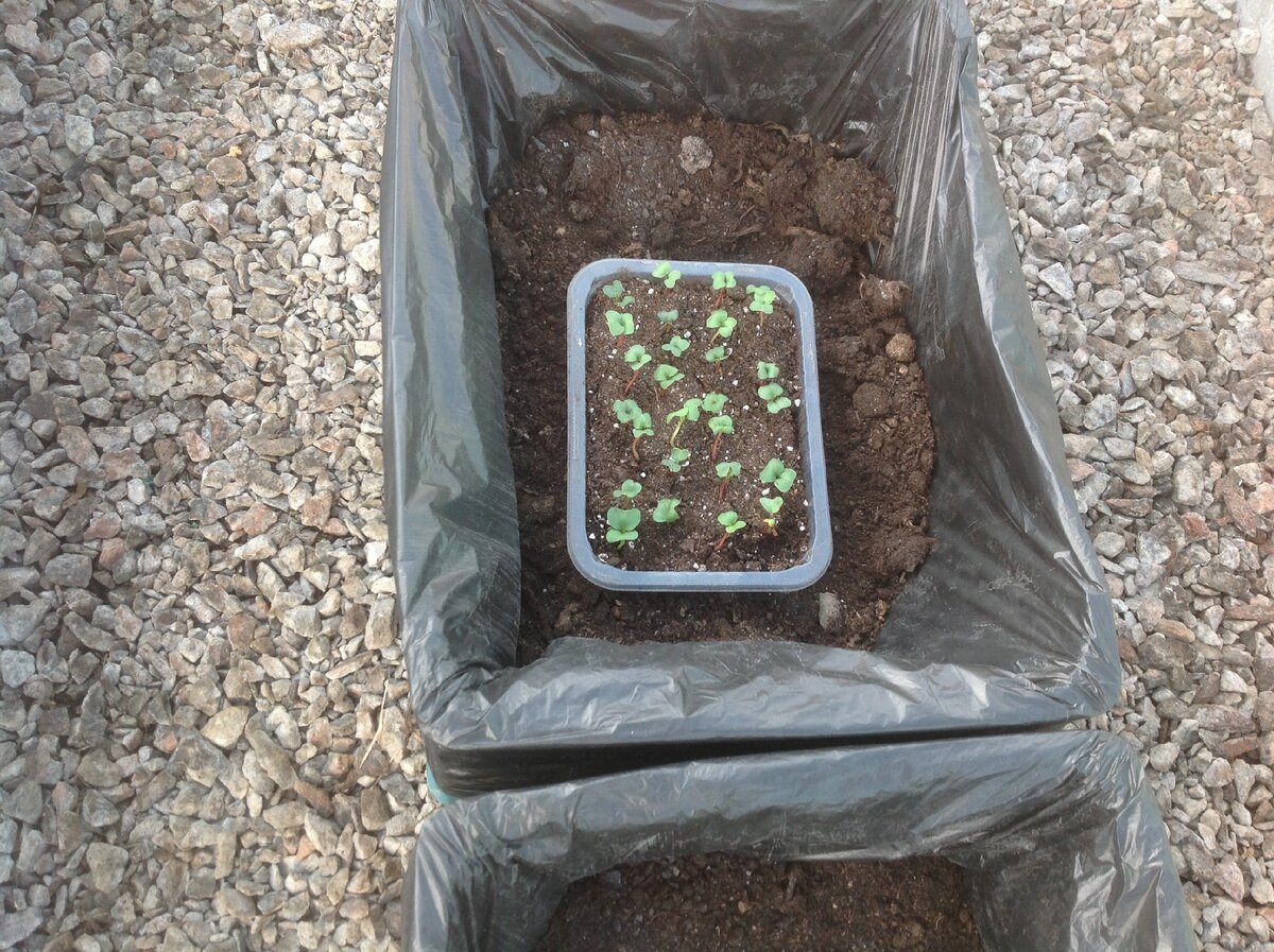 Здесь редиска взошла в пластиковом контейнере из под фарша. Добавлю в ящик плодородной, покупной земли и пересажу. Фото автора 