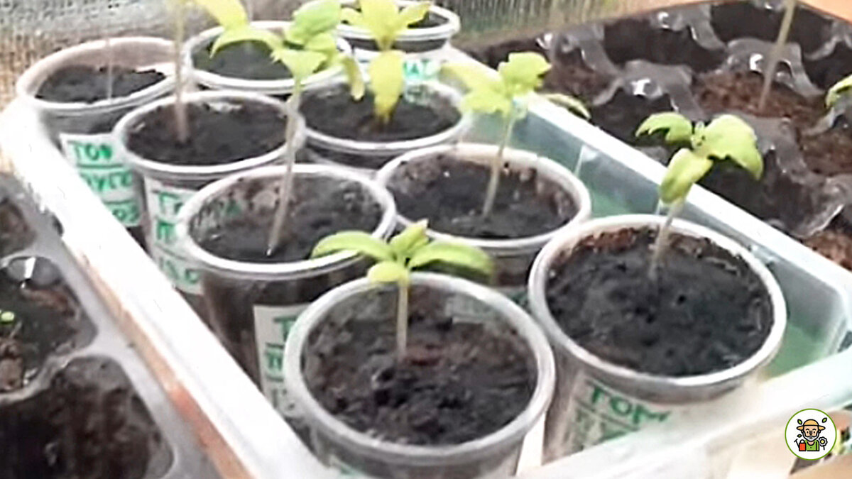 Рассада после обработки