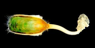 Lingula anatina 