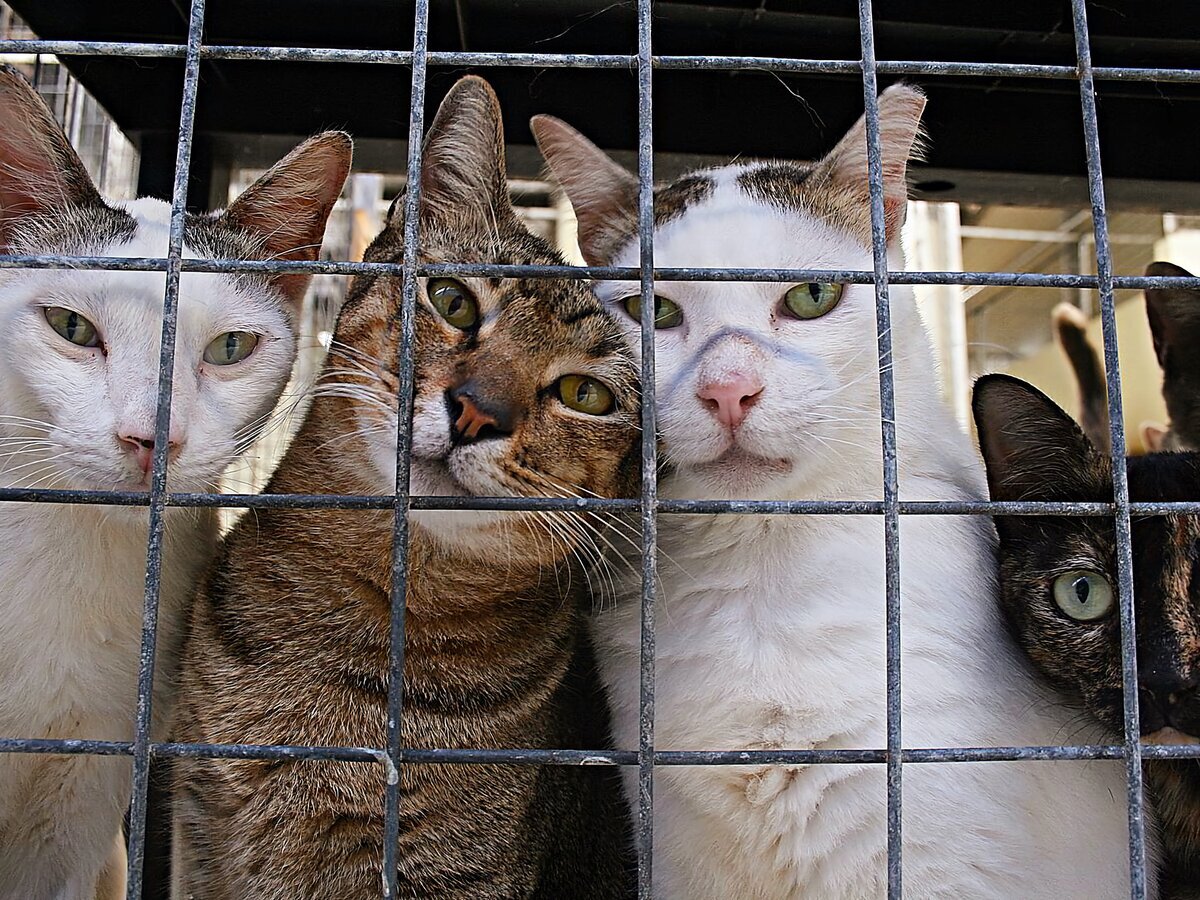 Фото Яндекс Картинки 