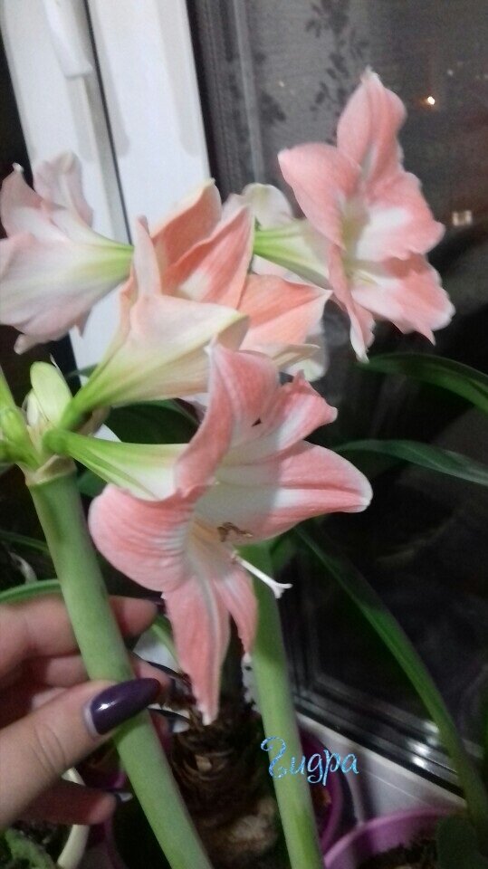 Личное фото