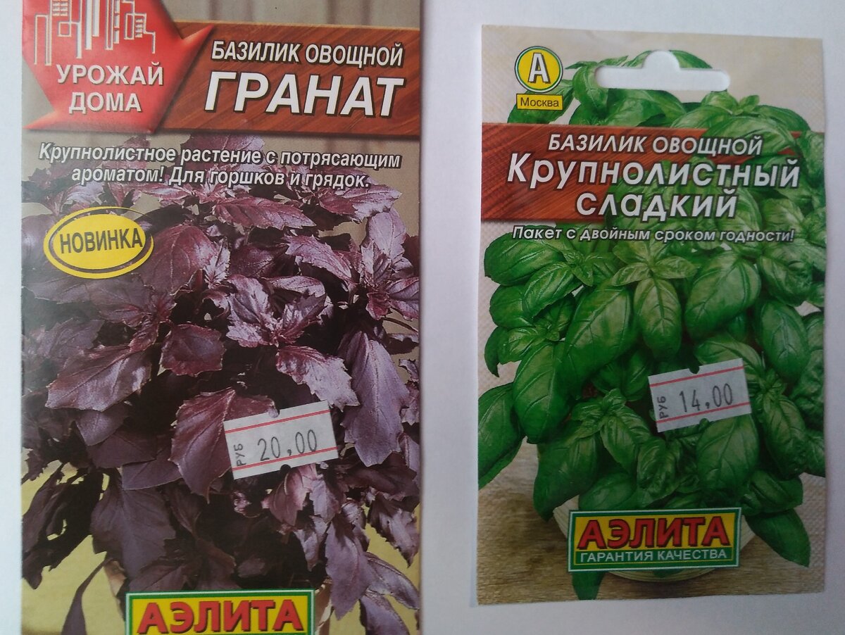 Мои базилики 2021.