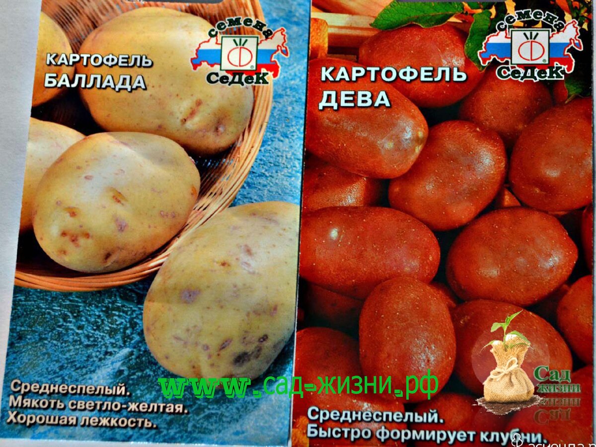 Размножение картофеля семенами. Картофель бонус. Картофель бонус (10 шт.). Картофель ла страда краткое описание.