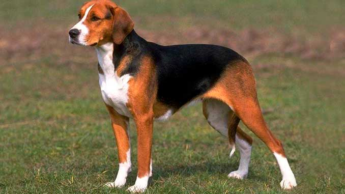 Эстонская гончая