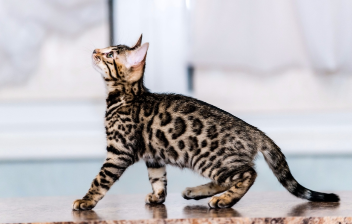 Длиннолапые кошки: топ-6 необычных породы | Pets2.me | Дзен