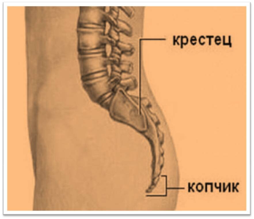 Позвоночник человека копчик