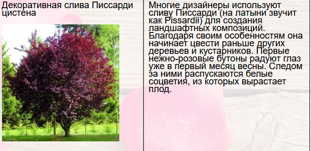 Предложение местного питомника растений