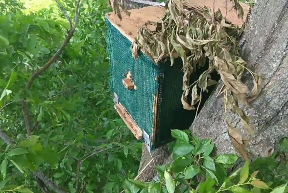 Ловушка на дереве.