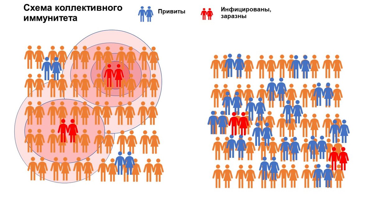 Коллективный иммунитет - защита от инфекций