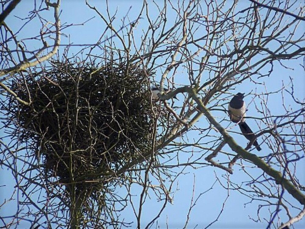 Яндекс, Картинки