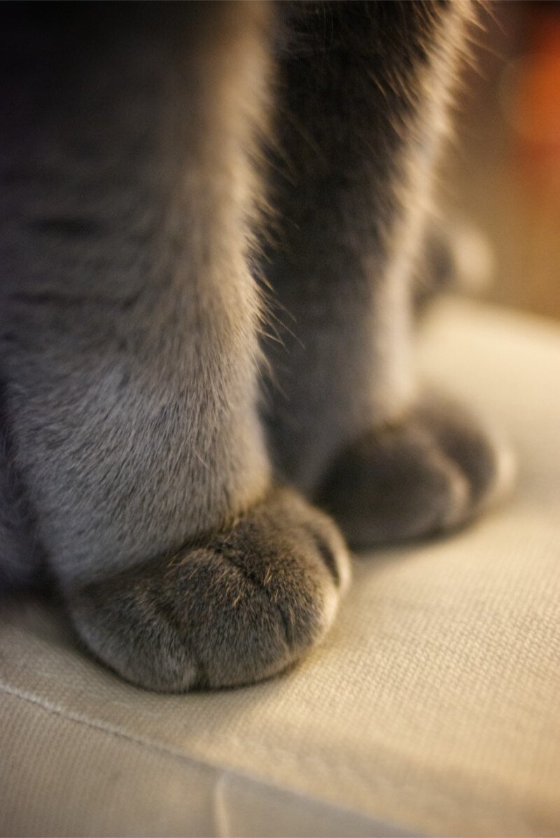 Лапка кота