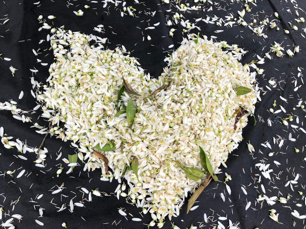 Мандариновое сердце