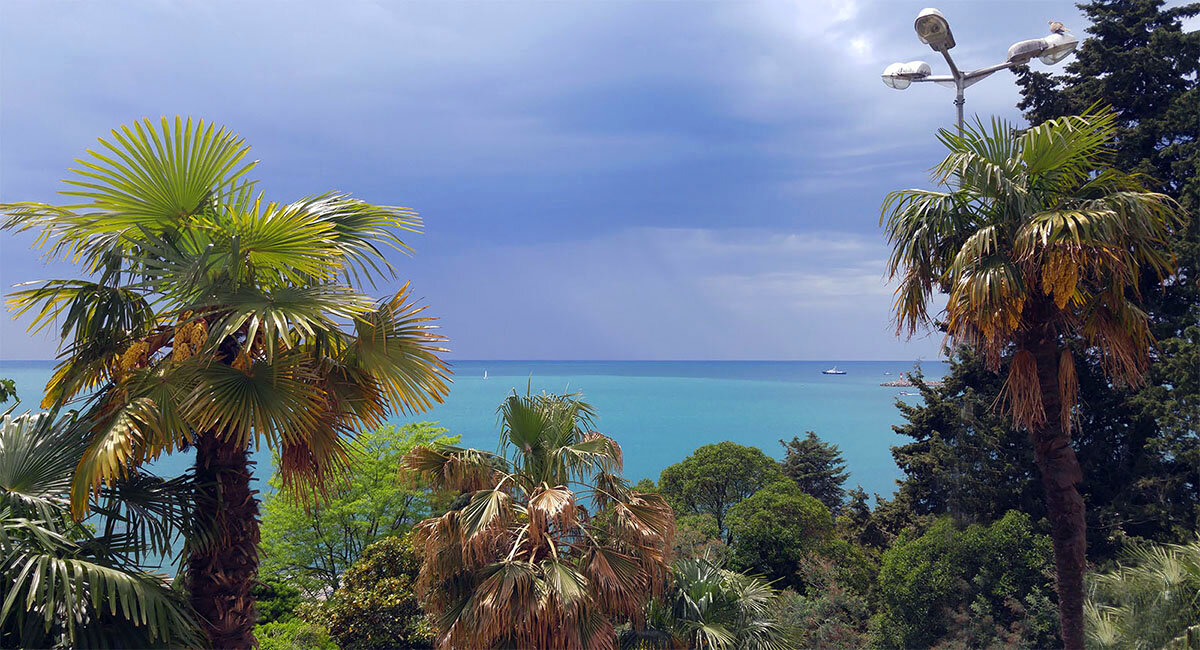 субтропики в сочи лето. субтропики черного моря. субтропики черноморского побережья кавказа. субтропический парк сочи. ялта субтропики.