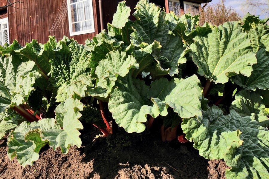 ФОТО «СПб ведомости»