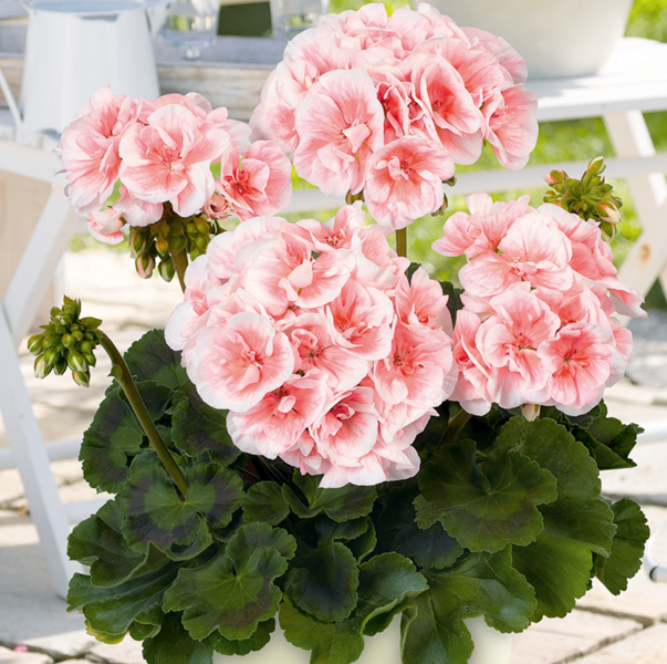 пеларгония зональная "Пак сальмон квин"