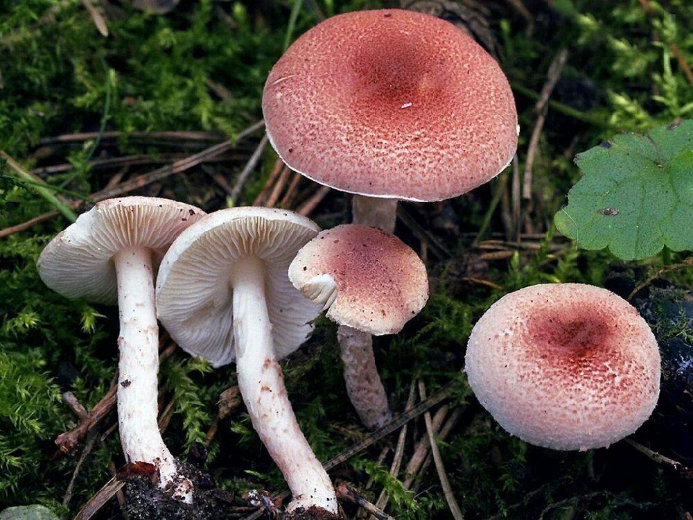 Ядовитые грибы саратовской области фото и название
