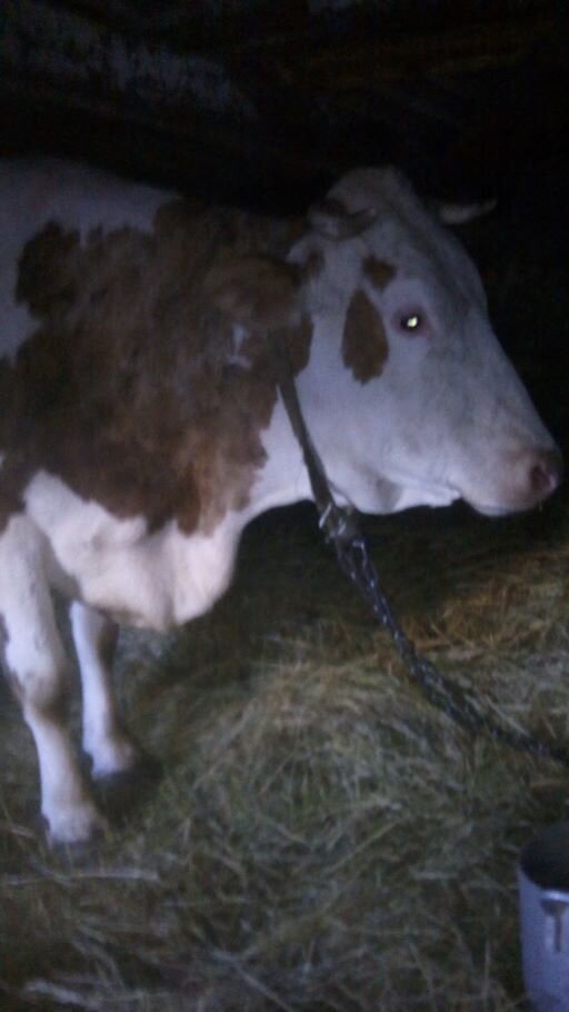 Белка после отела