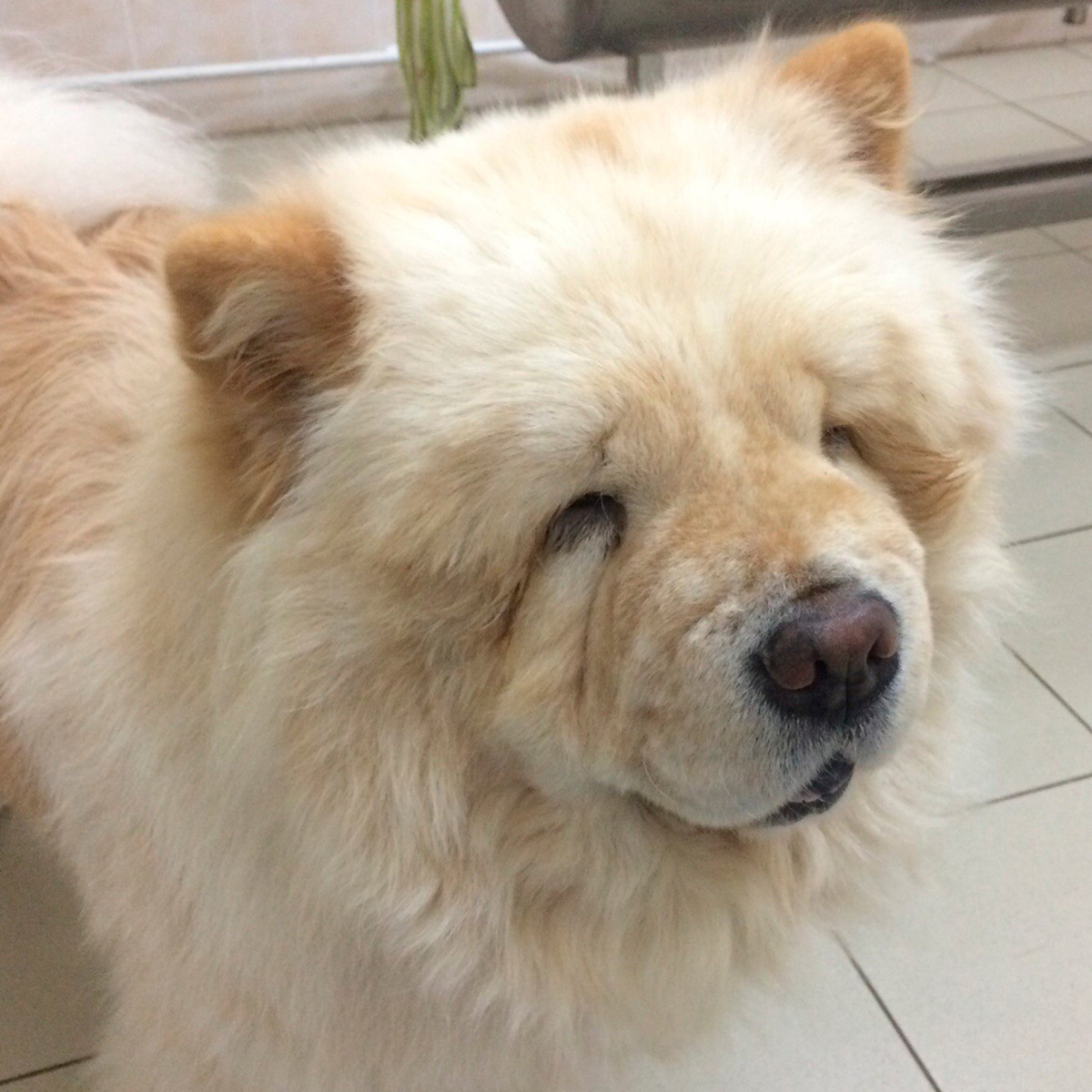  Заворот век у Чау-Чау