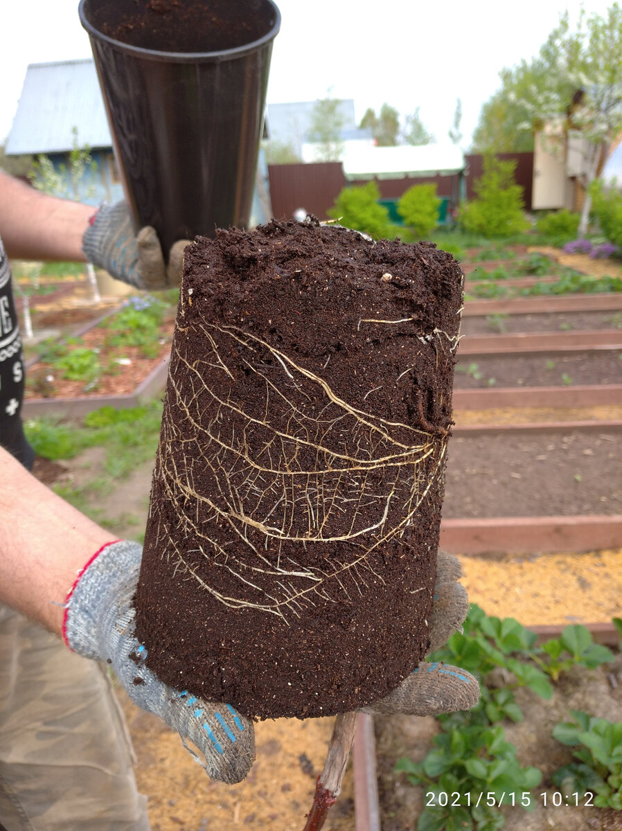 Наш саженец винограда Кодрянка.