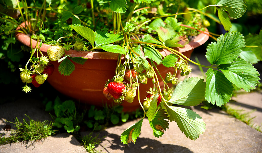 майская клубника