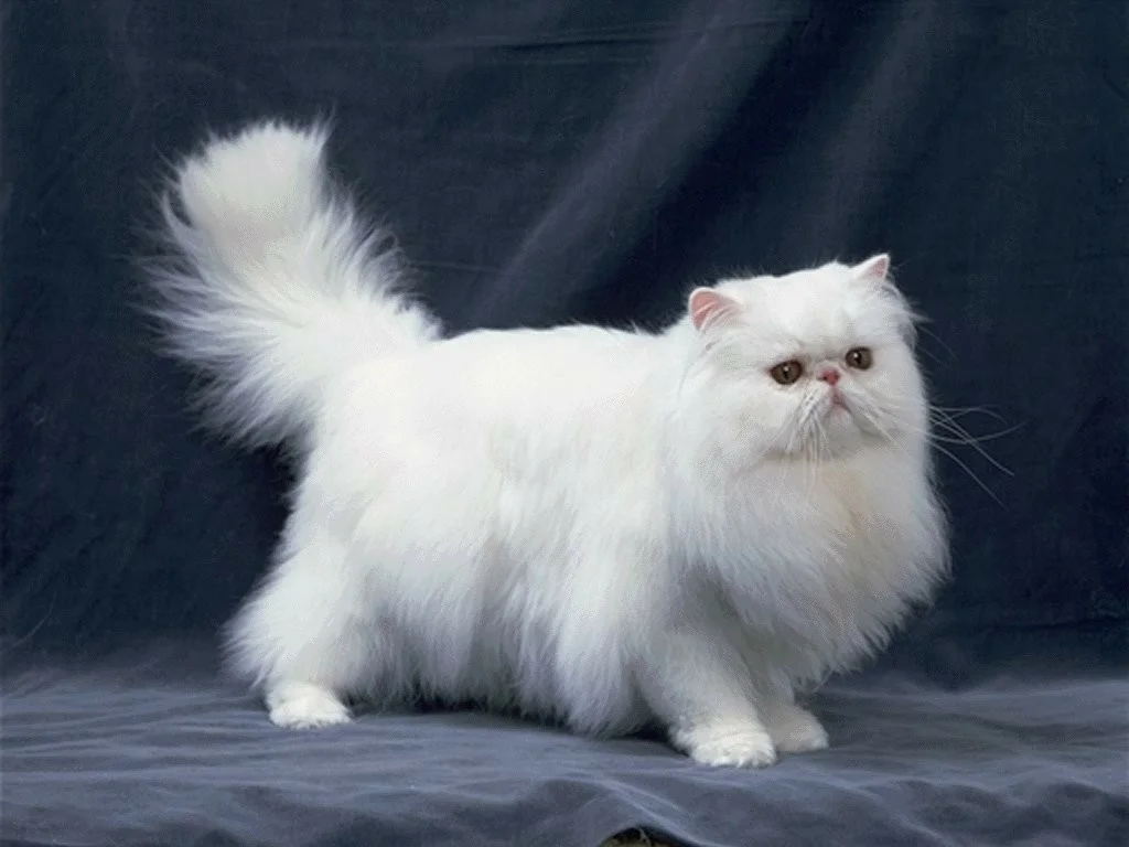 Персидская длинношерстная кошка. Персидская длинношерстная шиншилла. Персиан порода. Персидская кошка белая.